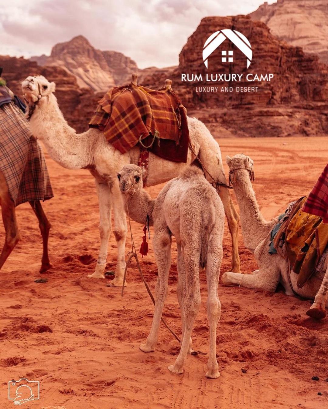 Rum Luxury Camp Wadi Rum Buitenkant foto